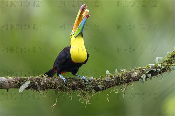 Fishing toucan also called Keel billed Toucan