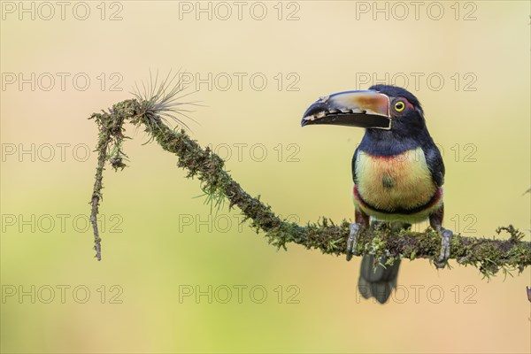 Collared aracari