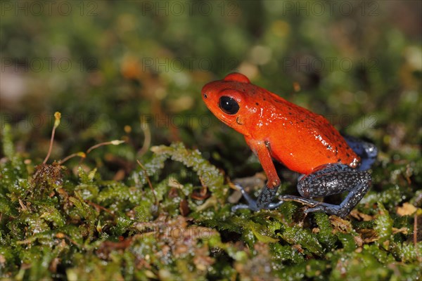 The strawberry poison-dart frog