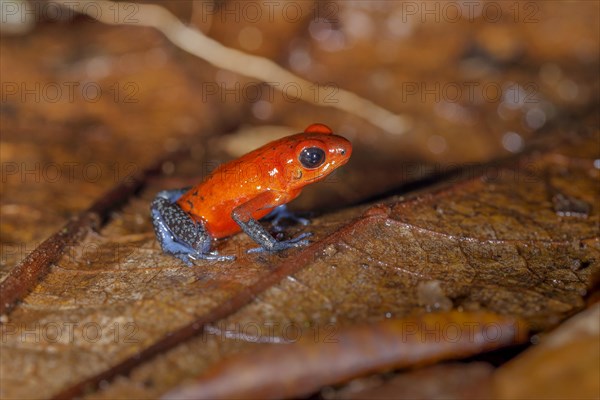 The strawberry poison-dart frog