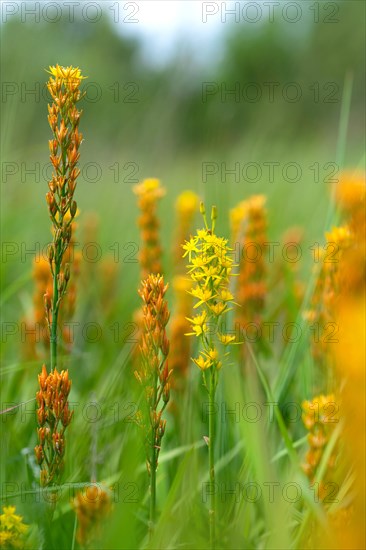 Bog Asphodel