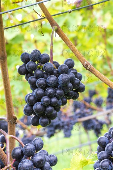 Blue grapes