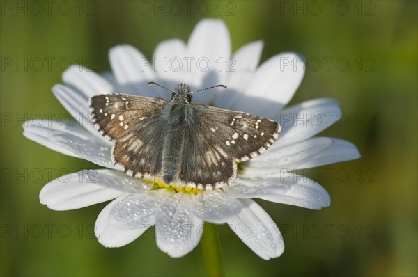 Dark Brown Fritillary