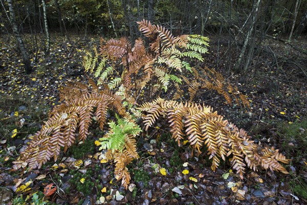 Royal fern