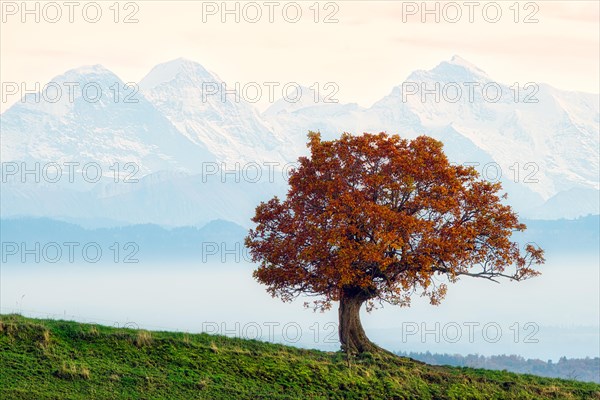 Autumn-coloured oak