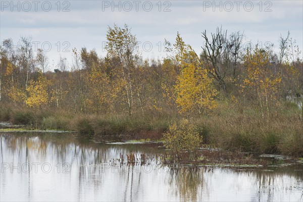 Autumn moorland