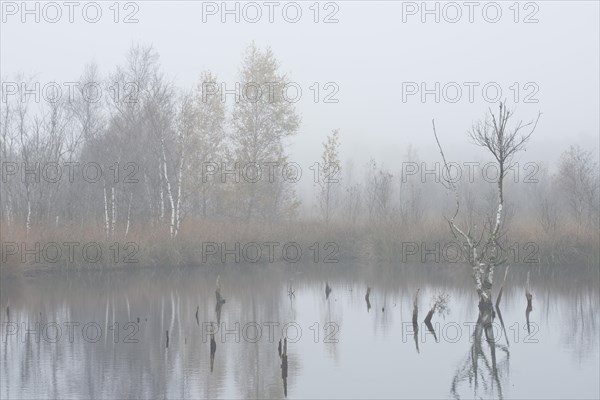 Fog in the Moor