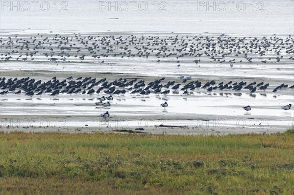 Migratory birds in the mudflats