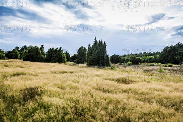 Flowering heath and juniper