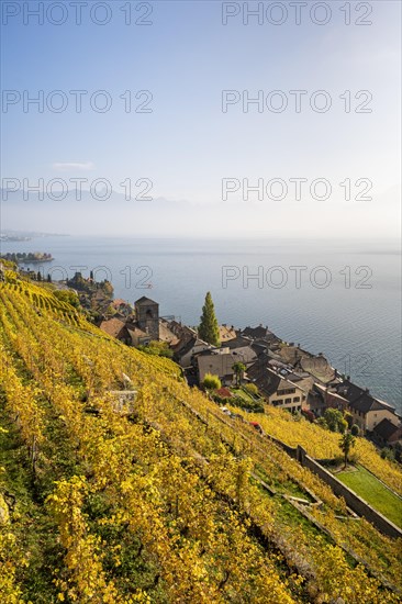 Vineyards in autumn