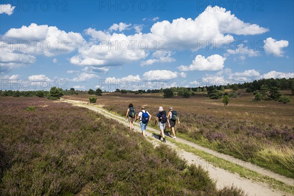 Flowering heath and hiking trail with hikers