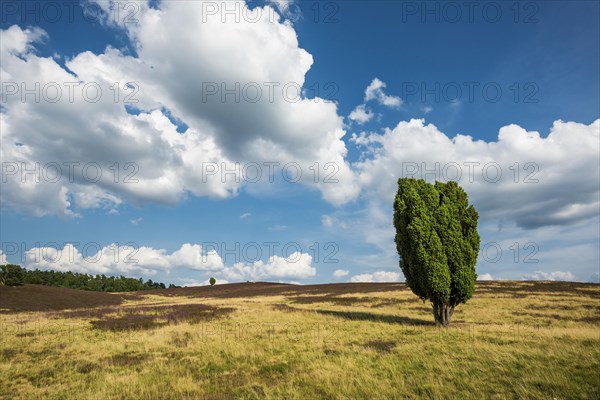 Flowering heath and juniper