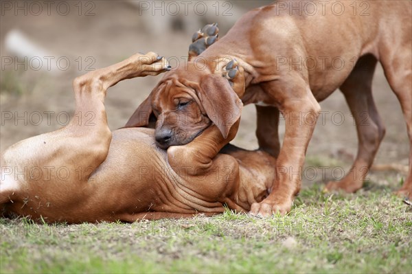 Rhodesian Ridgeback