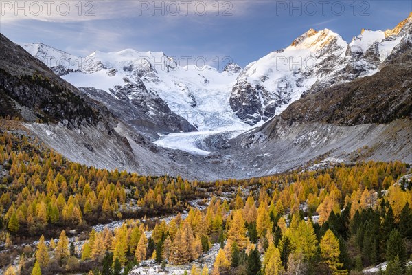 Autumn larch forest in front of Morteratsch glacier