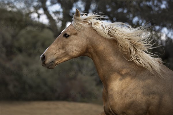 Spanish Palomino Stallion portrait