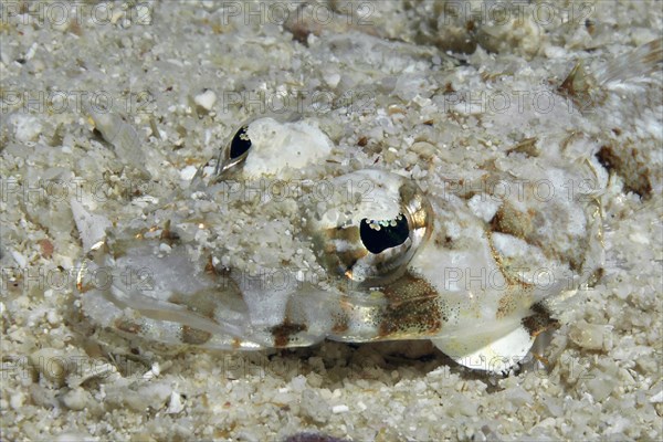 Close-up of head of juvenile form of De Beaufort's flathead