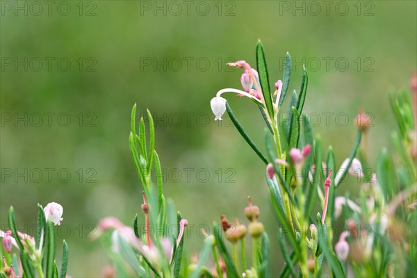 Bog rosemary