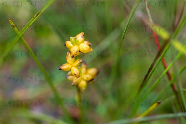 Bog bean