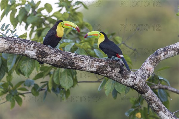 Fishing toucan also called Keel billed Toucan