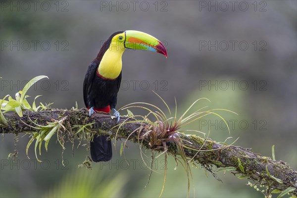 Fishing toucan also called Keel billed Toucan