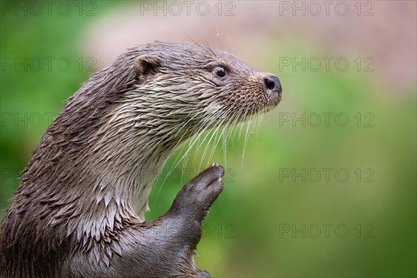 European otter