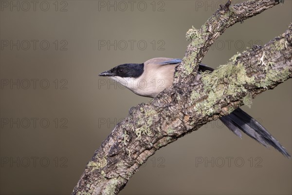 Azure-winged magpie