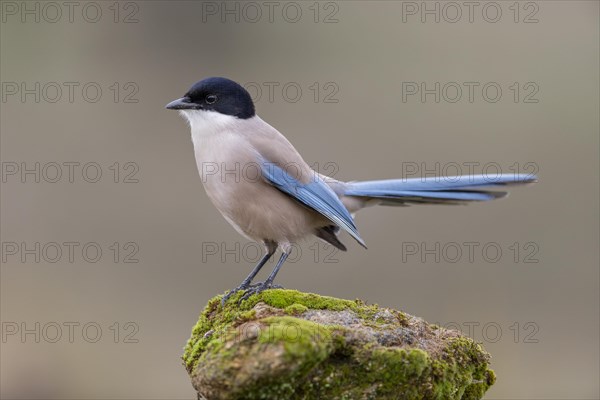 Azure-winged magpie