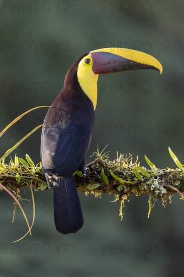 Swainson's toucan or Brown-backed toucan