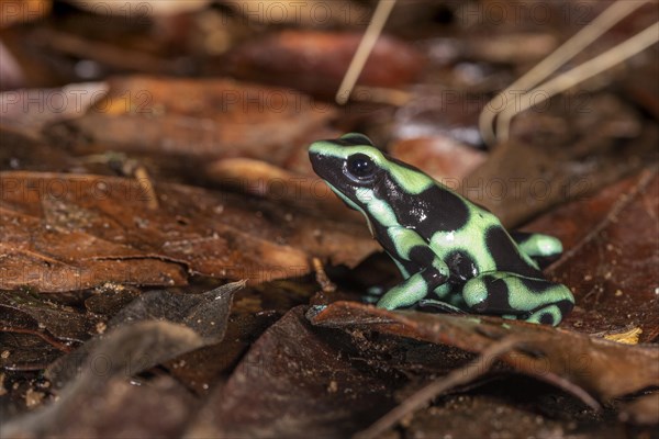 Green and black poison dart frog