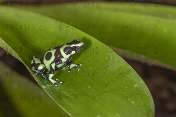 Green and black poison dart frog