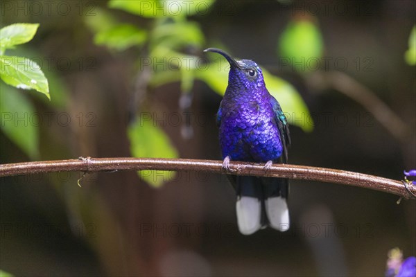 Violet Sabrewing