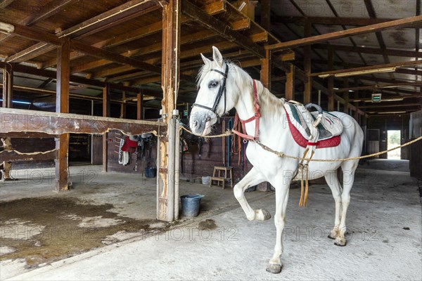 White horse with horse harness standing in a stable