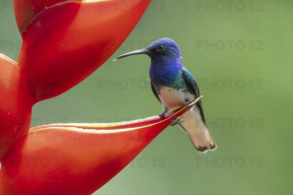 White necked jacobin