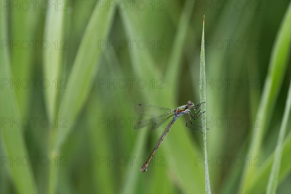 Emerald Damselfly