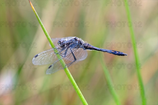 Black Darter