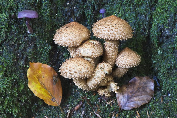 Flaming pholiota