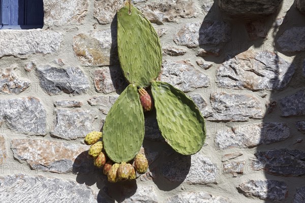 Part of a prickly pear with fruit