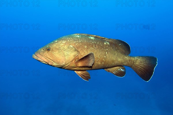 Dusky grouper