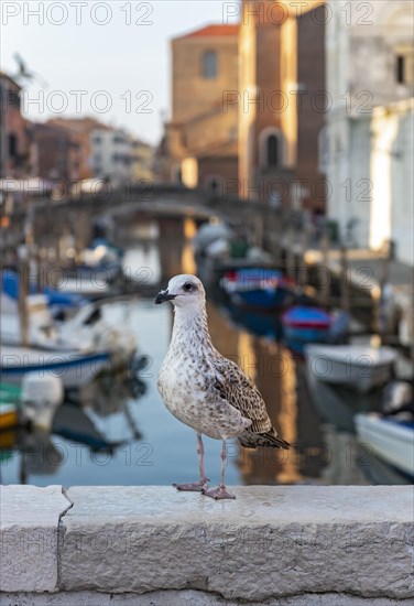 Juvenile yellow-legged gull