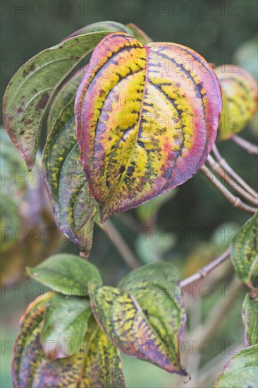 Japanese kousa dogwood