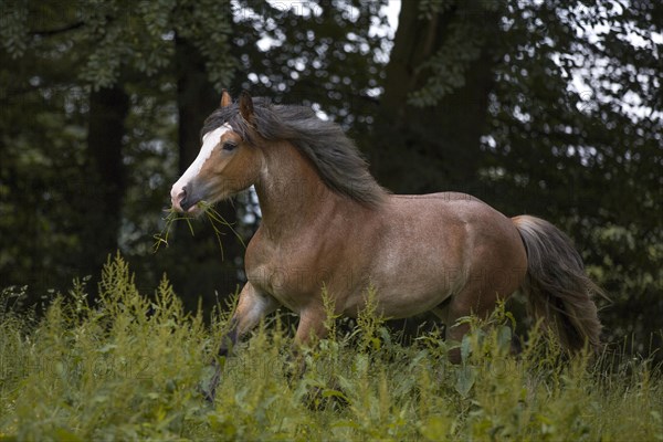 Young cold-blooded mix gelding at a trot in the meadow