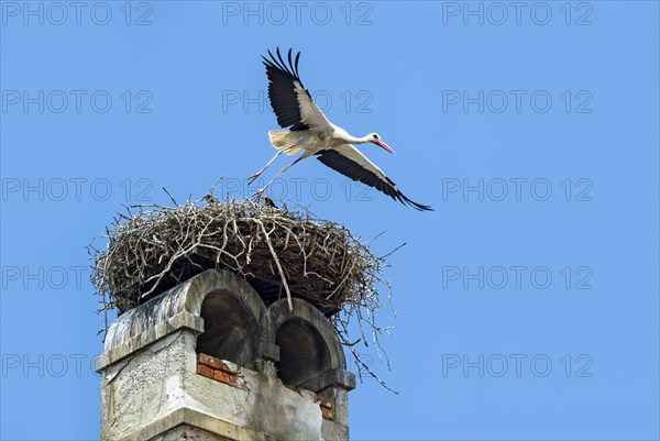 White stork