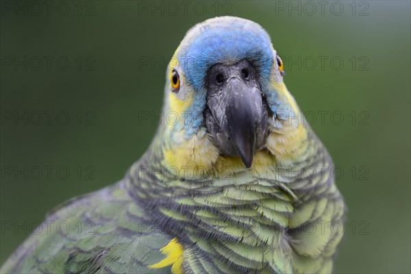 Blue-fronted amazon