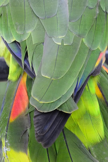 Blue-fronted amazon