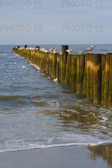 Seagulls sitting on groynes on the North Sea coast