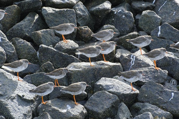 Common redshank