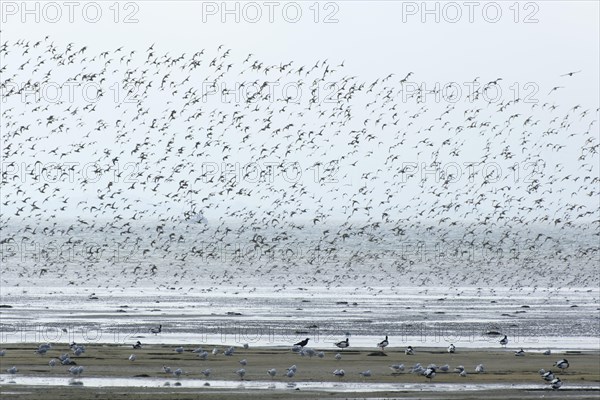 Flock of migratory birds over the North Sea