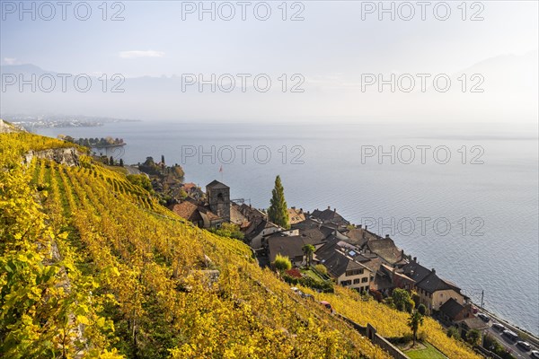 Vineyards in autumn