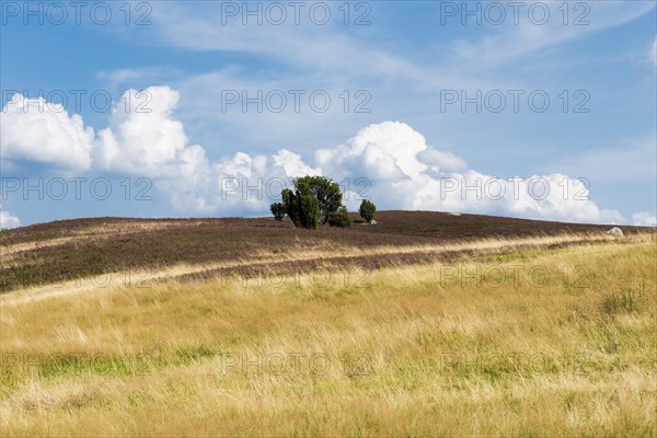 Flowering heath and juniper