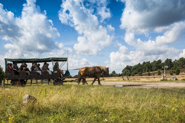 Flowering heath and horse-drawn carriage